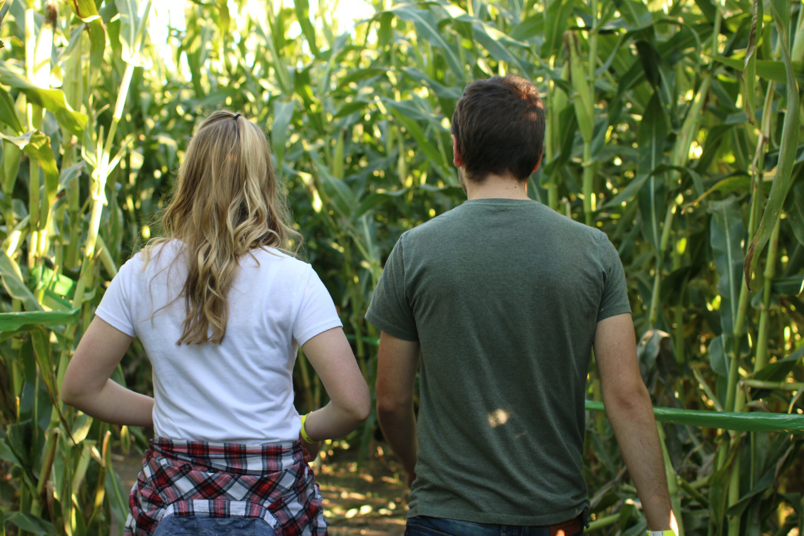 Couple,Walking,Through,Corn,Maze.