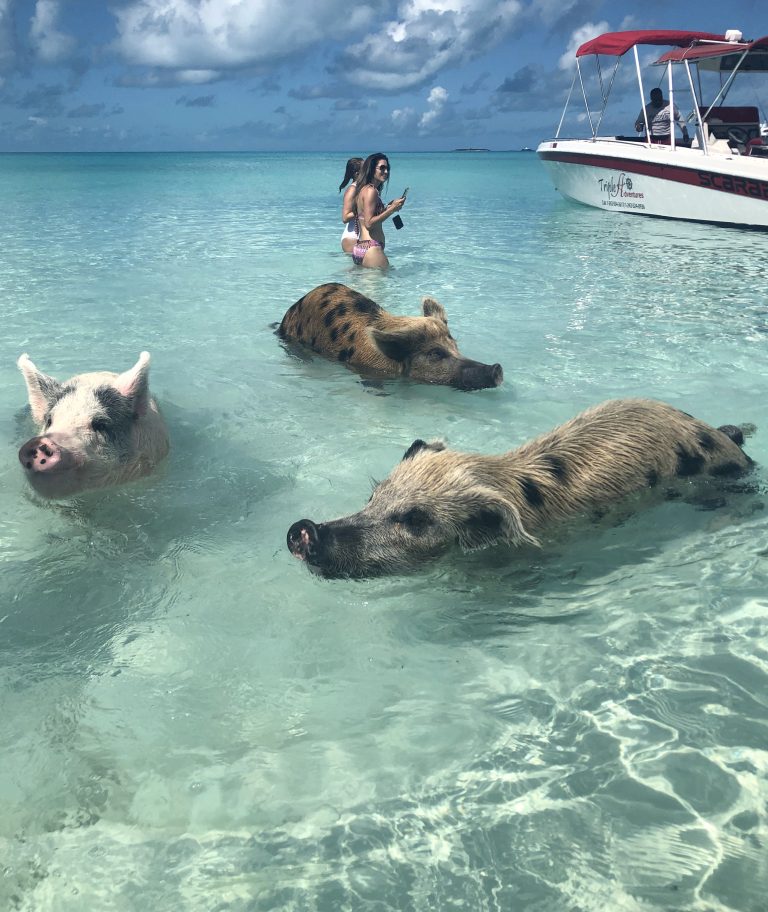 What It's Actually Like To Swim With the Pigs In The Bahamas - Betches