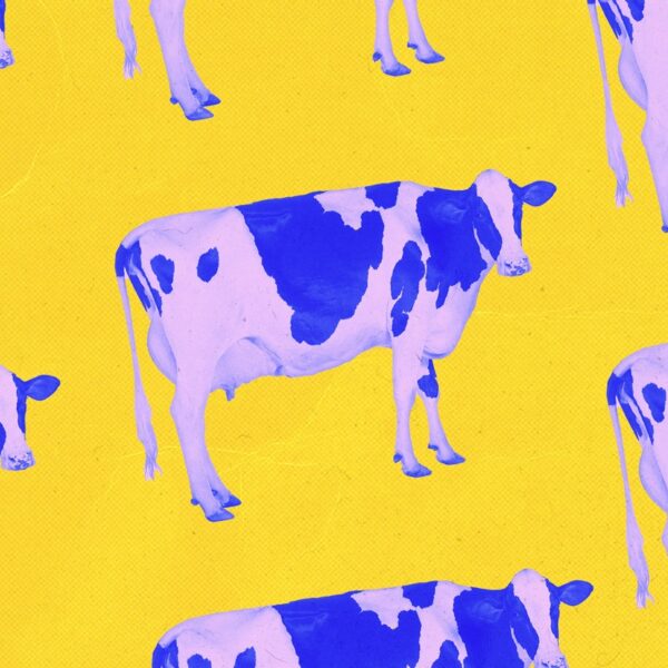 oat-milk-cool-cow-milk