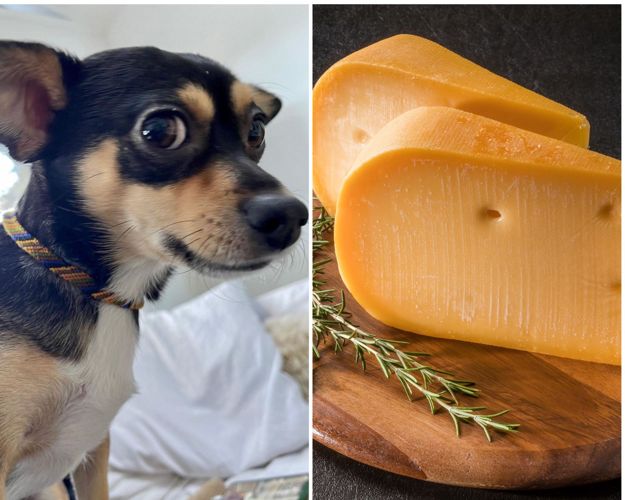 jenna-dog-cheese