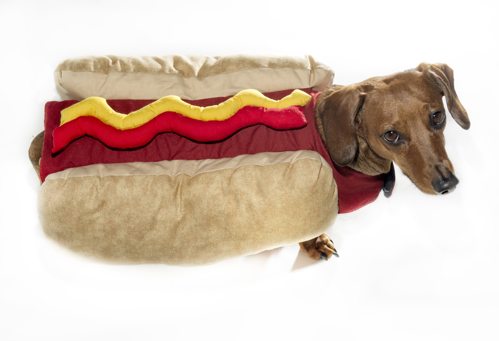 hot dog halloween costume